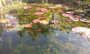 best landscape architects