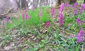 Biodiversity flowery