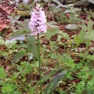 Vestibulum eu dui eget diam