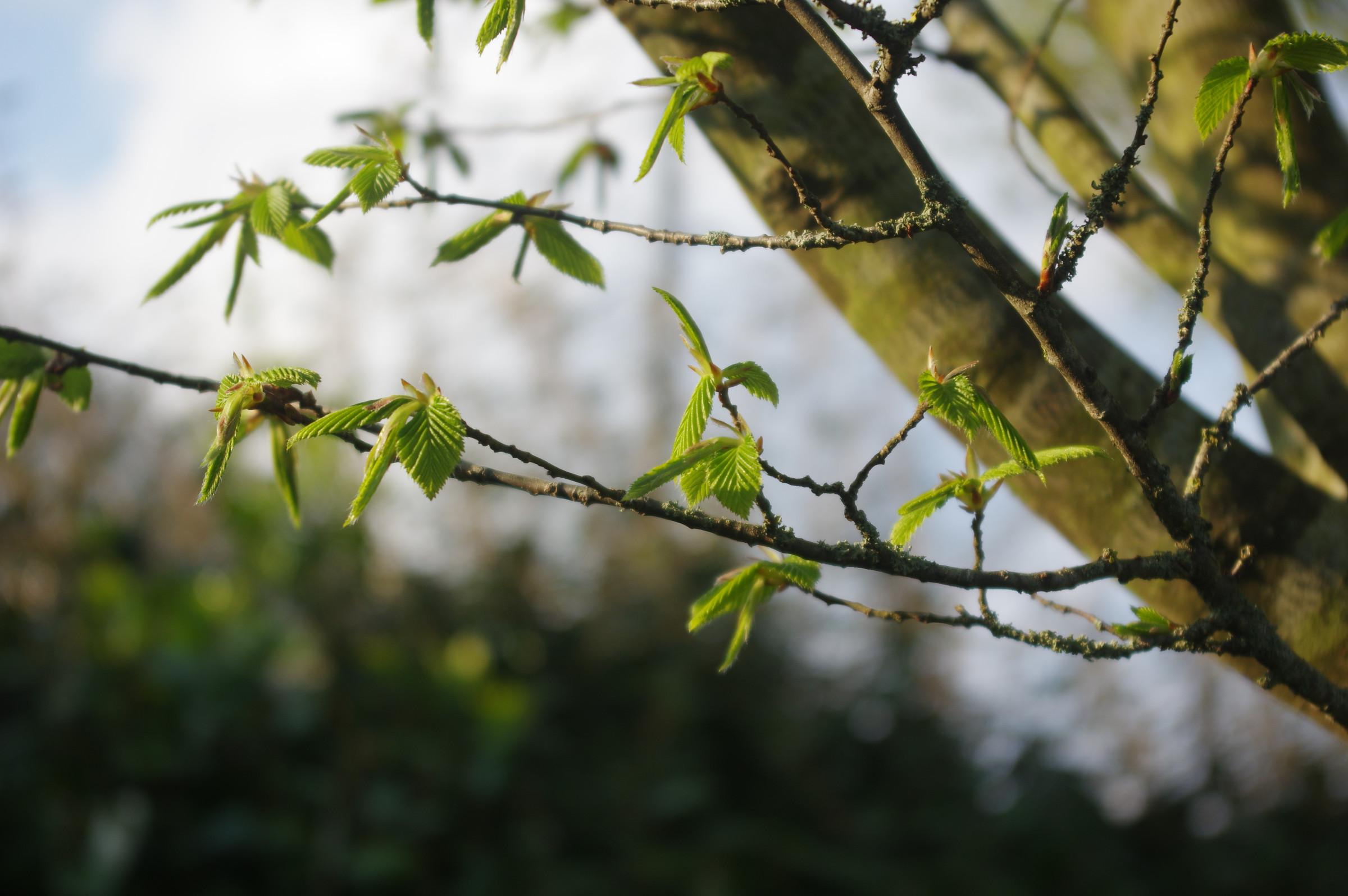 tree-survey-arboriculture