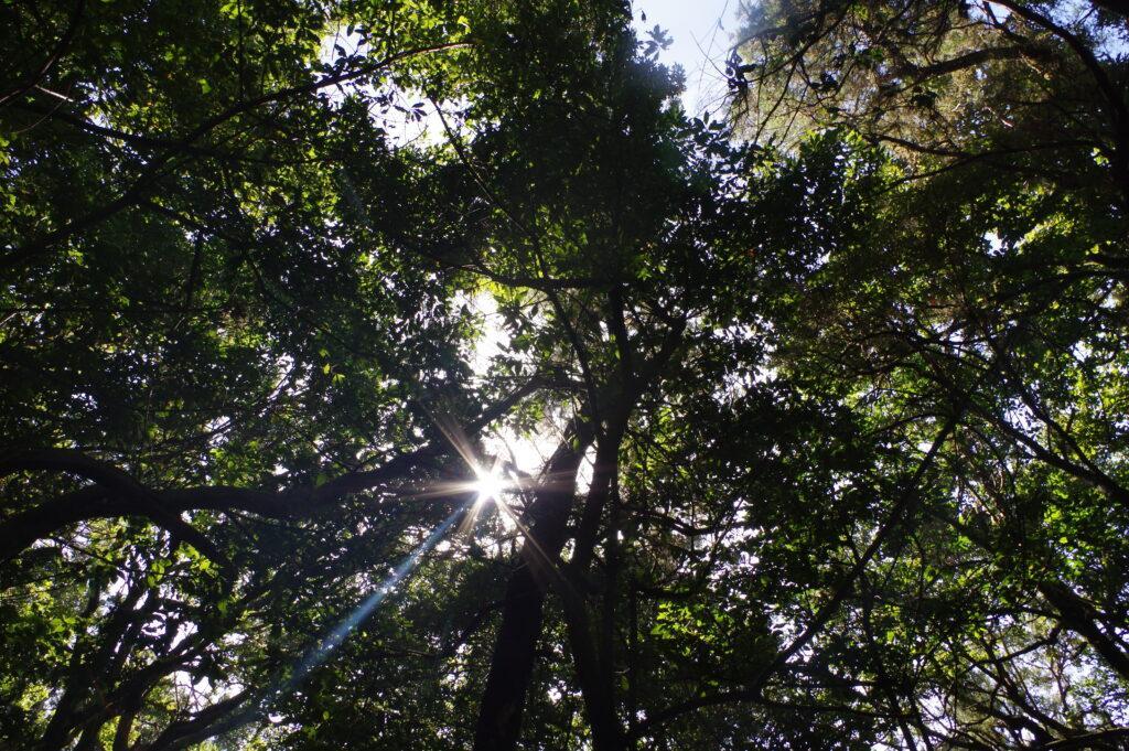 arboricultural experts assessing the canopy of a large veteran tree